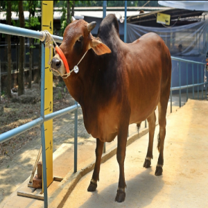 Male - Bull (ষাঁড়)